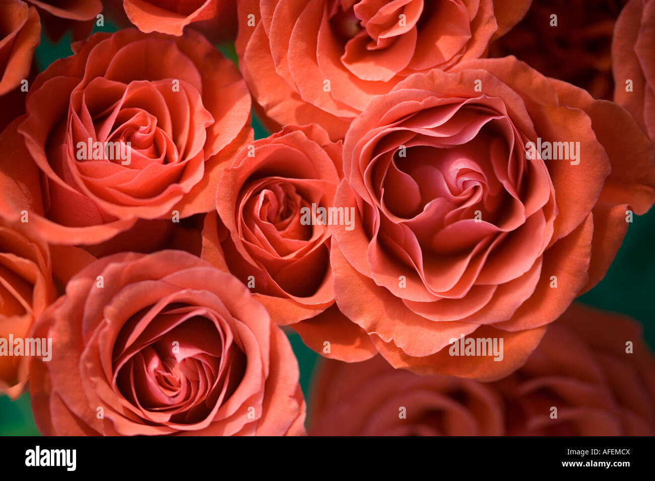 Bouquet de roses orange shot du dessus sur plein cadre Banque D'Images