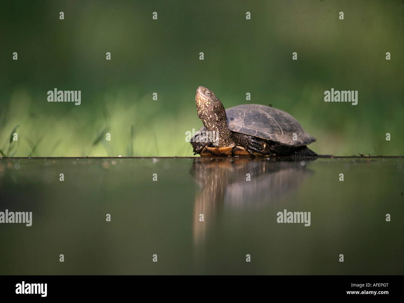 La tortue cistude Emys orbicularis Hongrie Banque D'Images