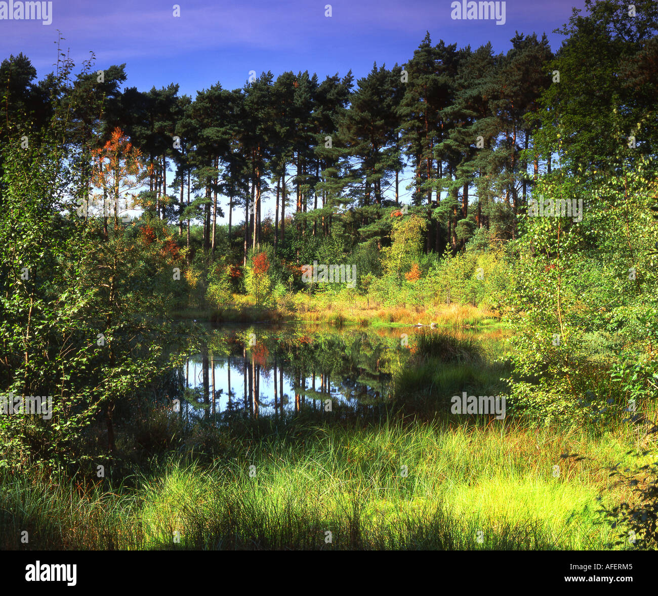 Lac Noir Delamere Forest au tournant de l'automne Cheshire England UK Banque D'Images