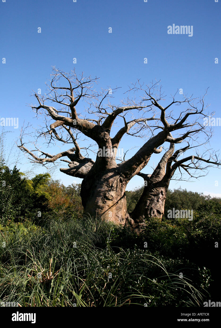 Arbre sans feuilles dans un champ avec une lumière bleue ciel sans nuages Banque D'Images