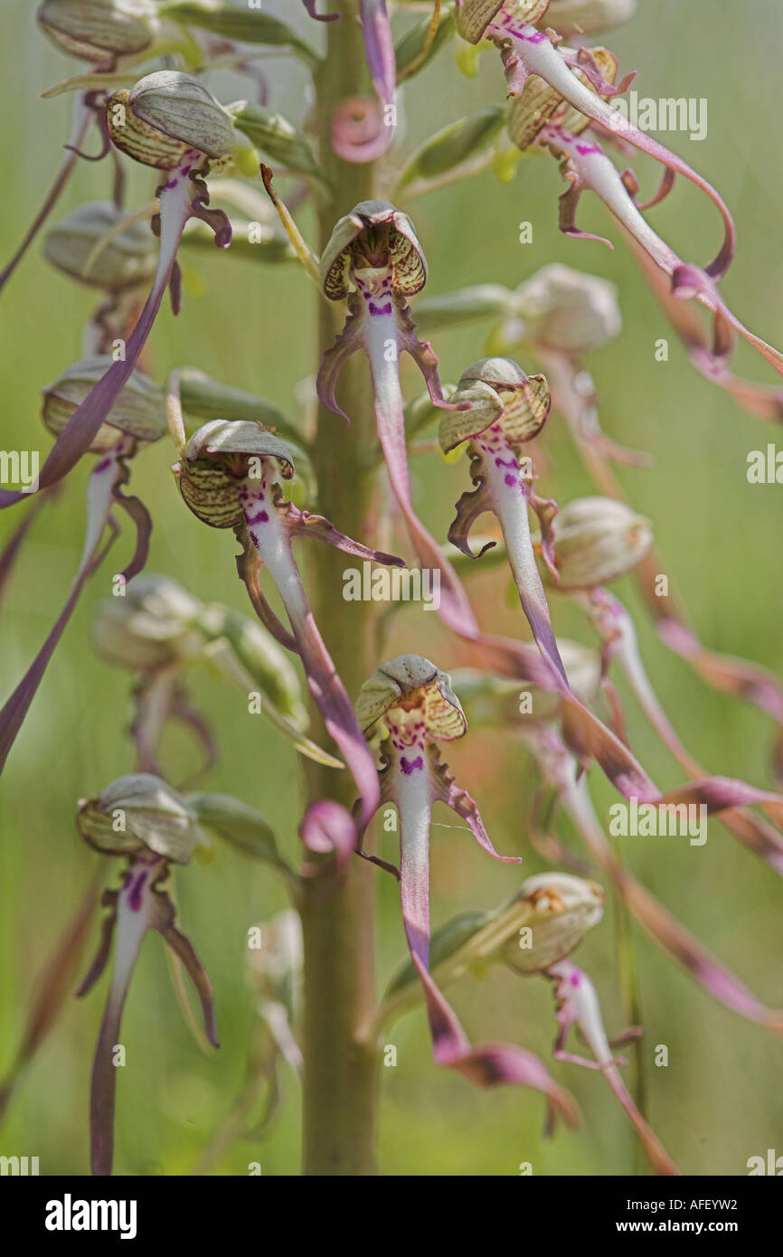 Orchidée Himantoglossum hircinum détail des fleurs Banque D'Images