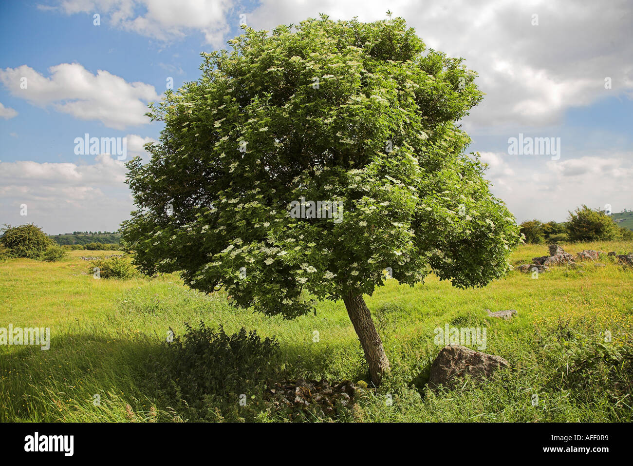 Sureau Sambucus nigra mature Banque D'Images