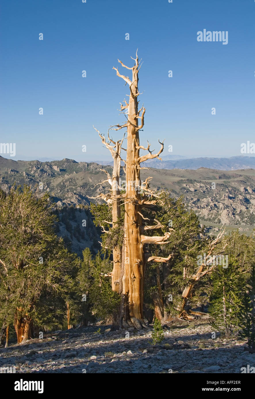 Californie Owens Valley White Mountains Ancient Bristlecone Pine Forest Grove Patriarche Banque D'Images