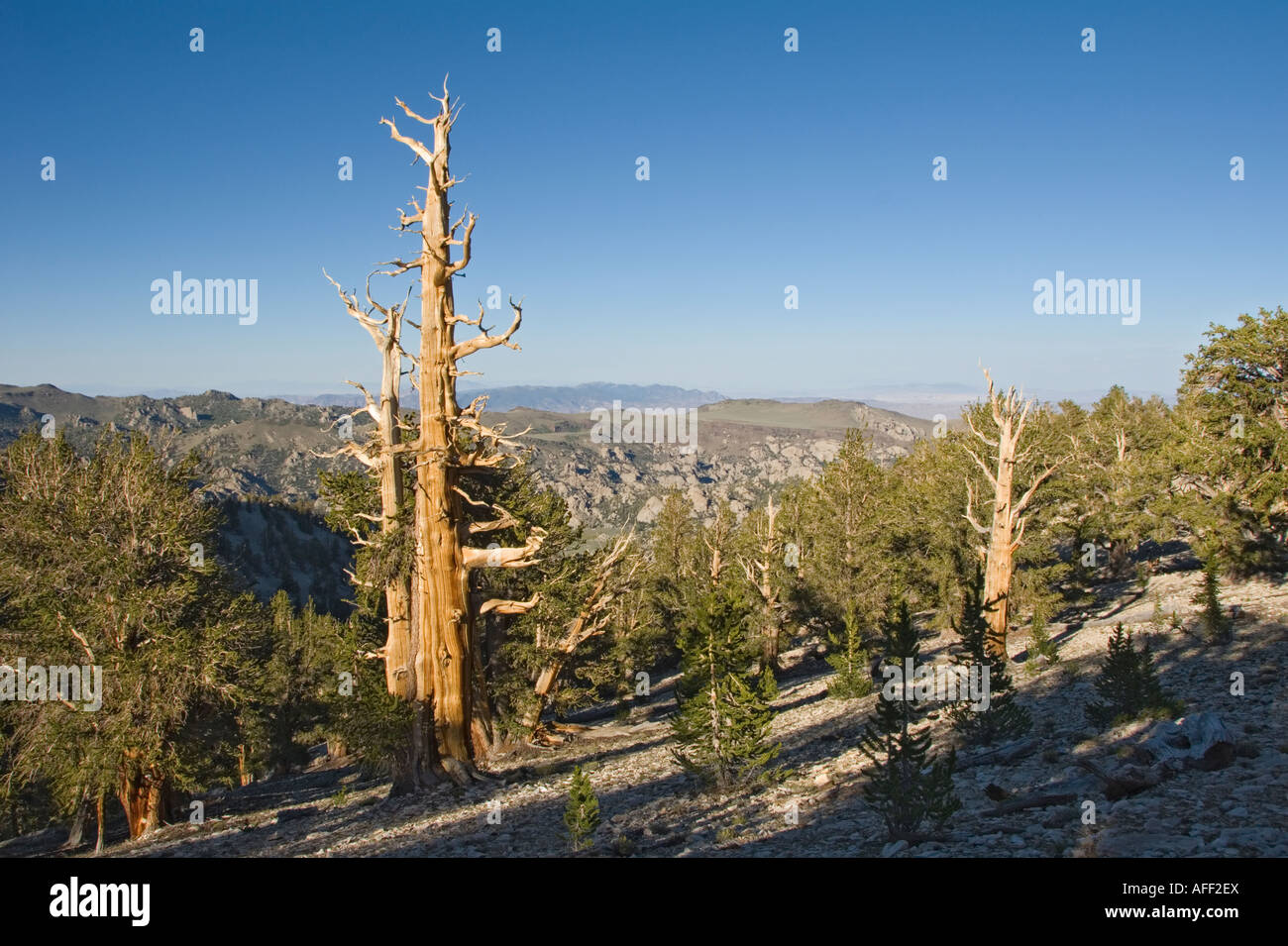 Californie Owens Valley White Mountains Ancient Bristlecone Pine Forest Grove Patriarche Banque D'Images