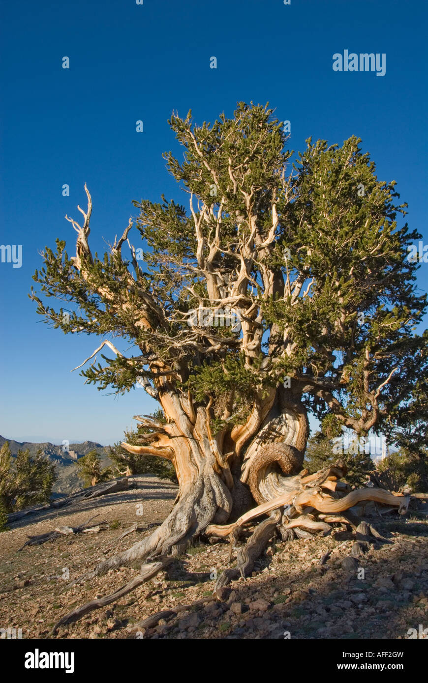 Californie Owens Valley White Mountains Ancient Bristlecone Pine Forest Grove Patriarche Banque D'Images