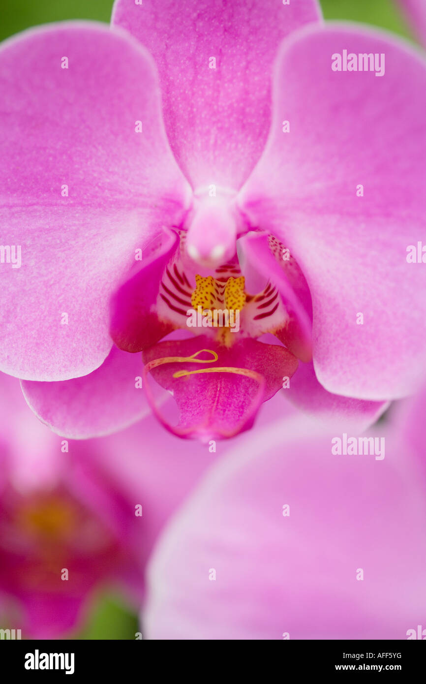Gros plan de fleurs orchidée rose Banque D'Images