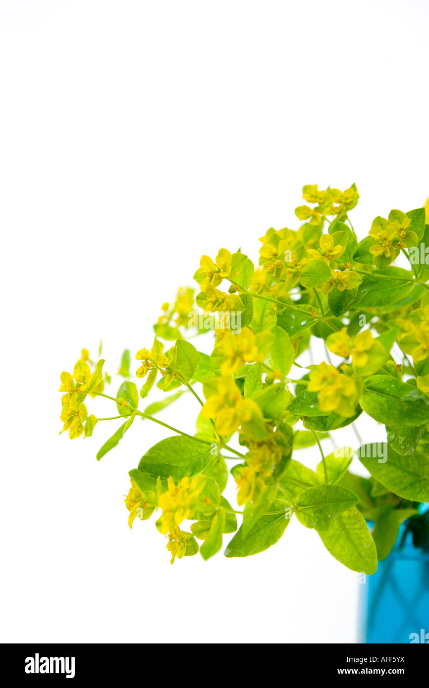 Euphorbia dans un vase de verre bleu Banque D'Images
