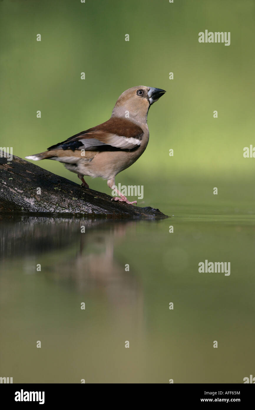 Coccothraustes coccothraustes Hawfinch Hongrie Femme Banque D'Images
