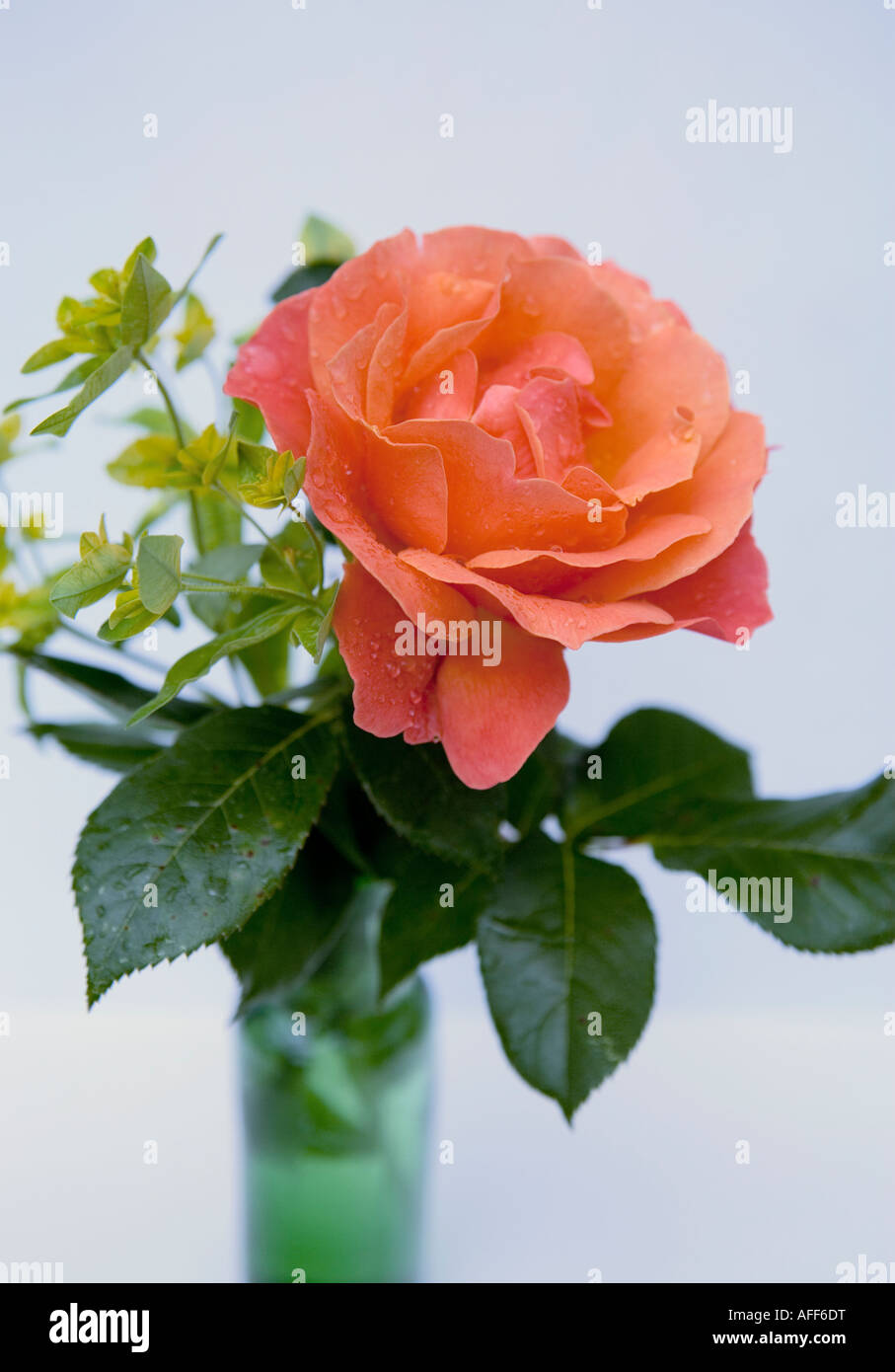 Rose Orange dans un vase en verre vert Banque D'Images