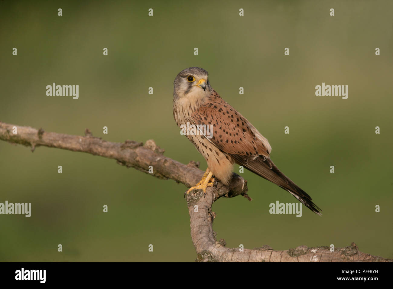 Kestrel Falco tinnunculus Hongrie Homme Banque D'Images