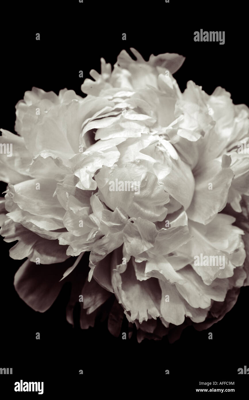 Fleur de pivoine tourné en noir et blanc en studio Banque D'Images