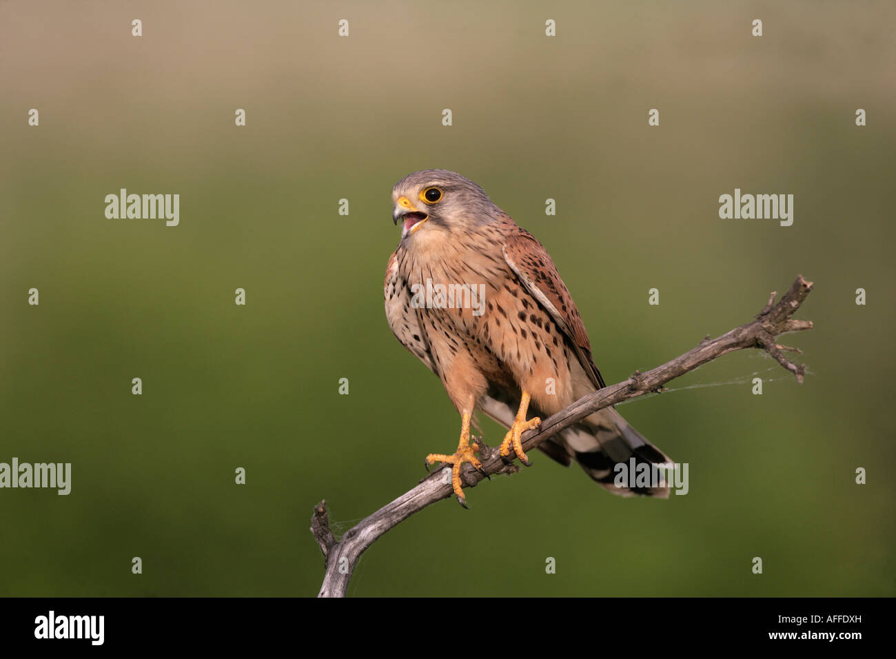 Kestrel Falco tinnunculus Hongrie Homme Banque D'Images