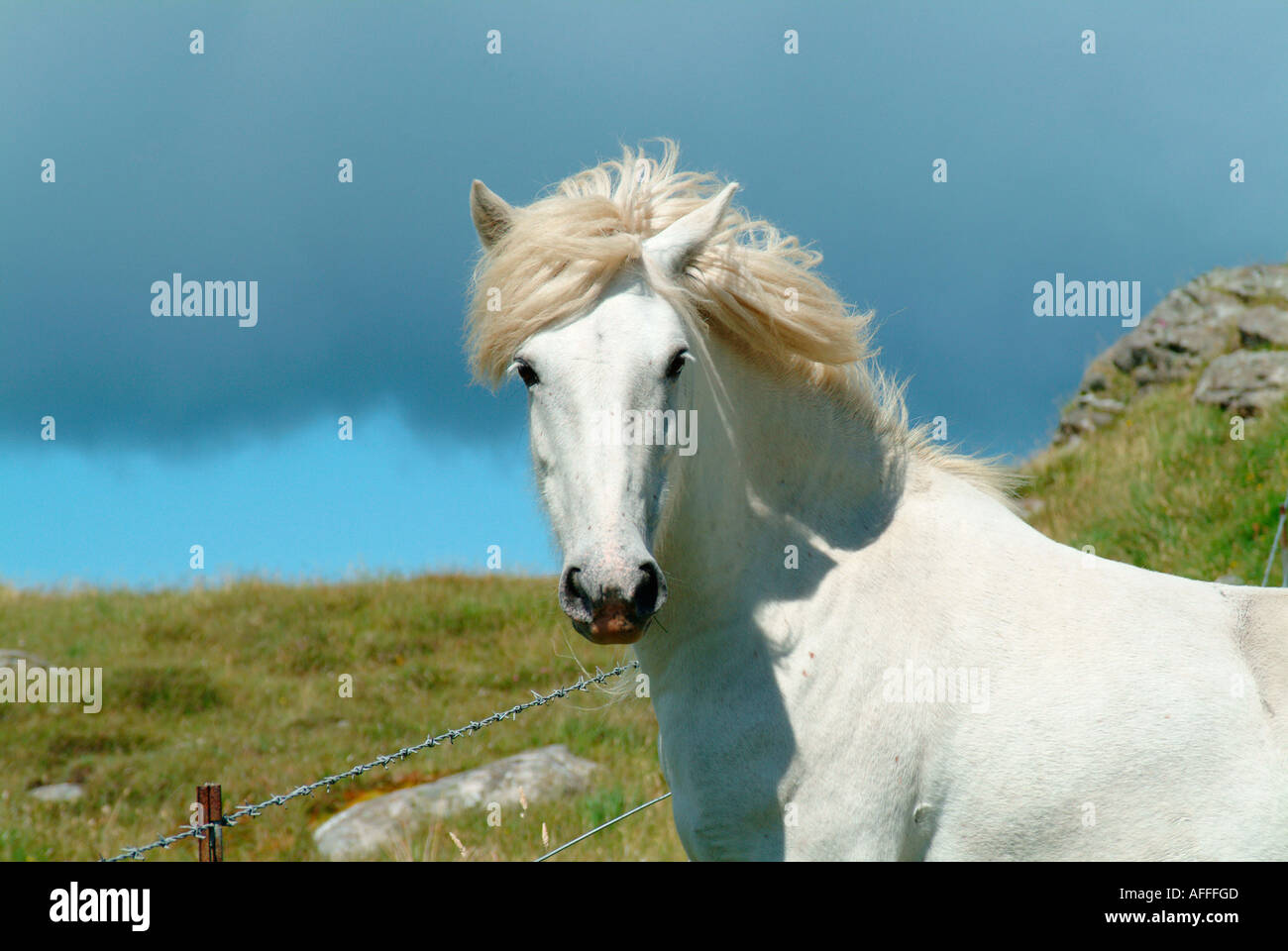 Un poney Eriskay sauvage sur l'île d'eriskay western isles scotland uk go Banque D'Images