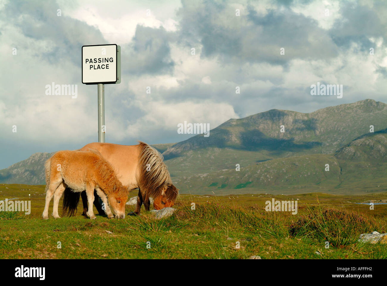 Poneys en loch druidibeg South Uist Western Isles scotland uk go Banque D'Images