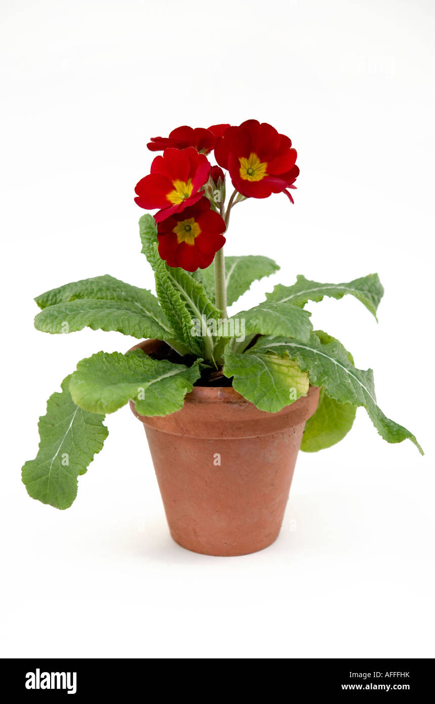 Primrose à fleurs rouges dans un pot de terre cuite Banque D'Images