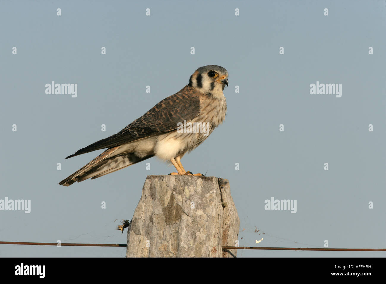 Crécerelle d'Amérique Falco sparverius Brésil Banque D'Images