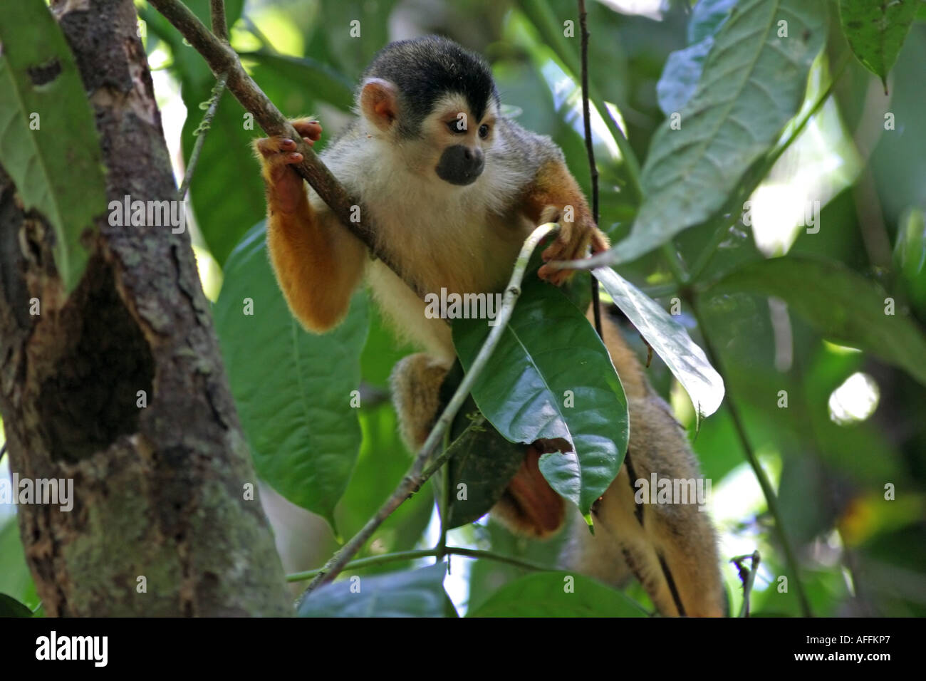 L'un des animaux les plus rares au monde, sa distribution est limitée au petit nord d'Osa au Costa Rica Banque D'Images