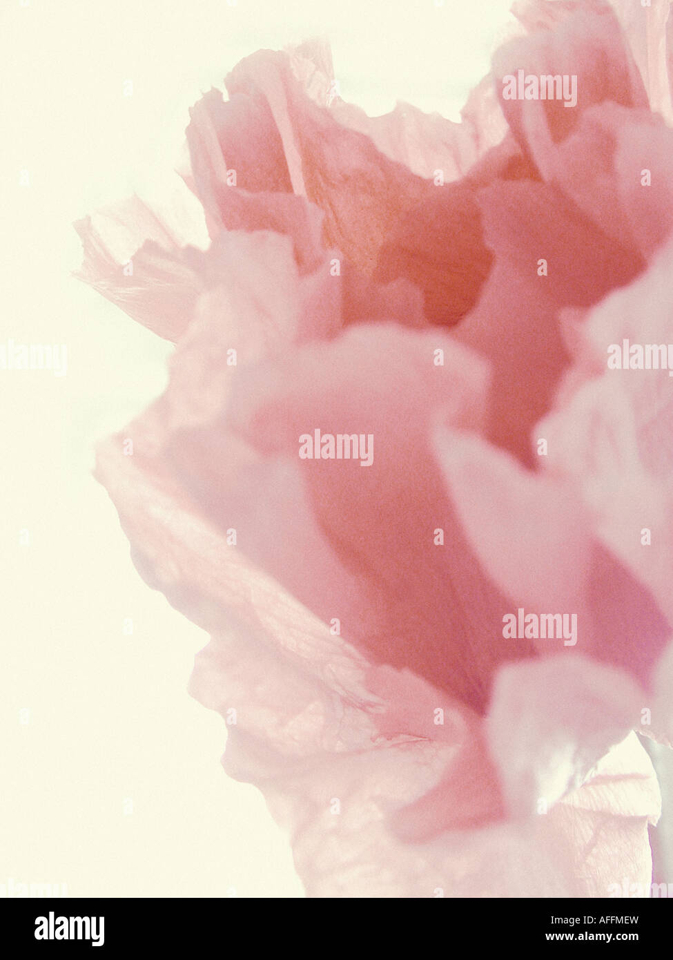Portrait de l'usine d'une seule fleur de pivoine rose pâle tourné contre un fond crème Banque D'Images