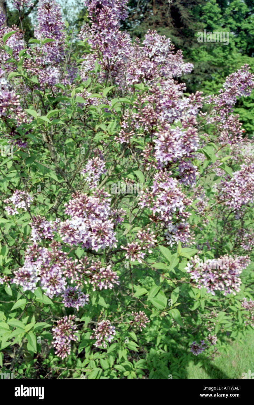 Lilac Bush, Syringa vulgaris, Oleaceae Banque D'Images