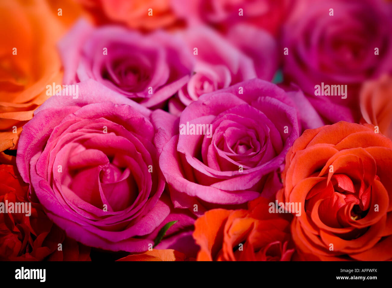 Bouquet de roses orange et rose close up Banque D'Images