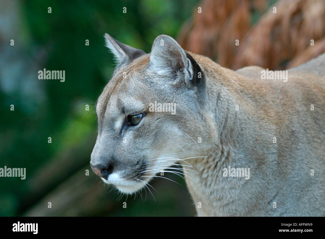 Femme cougar ou Lion des montagnes (Puma concolor) dans le profil Photo  Stock - Alamy