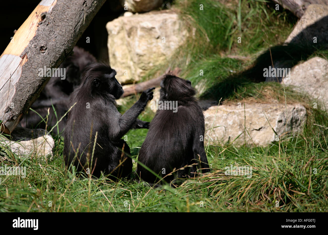 Sulawesi macaque à crête pointant vers un autre macaque (captif) Banque D'Images