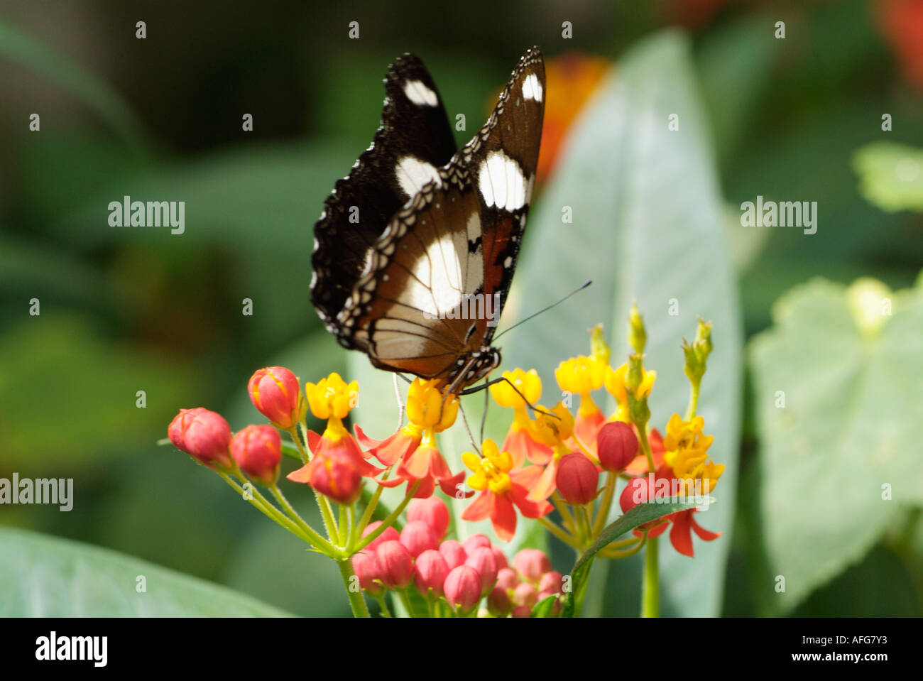 Alimentation papillon sur fleur Lantana camara Banque D'Images