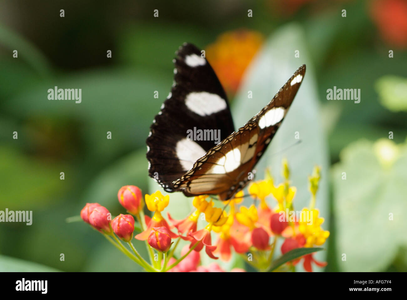 Butterfly se nourrissant de Lantana camara, drapeau espagnol de type sauvage fleur, Equateur, Amérique du Sud Banque D'Images