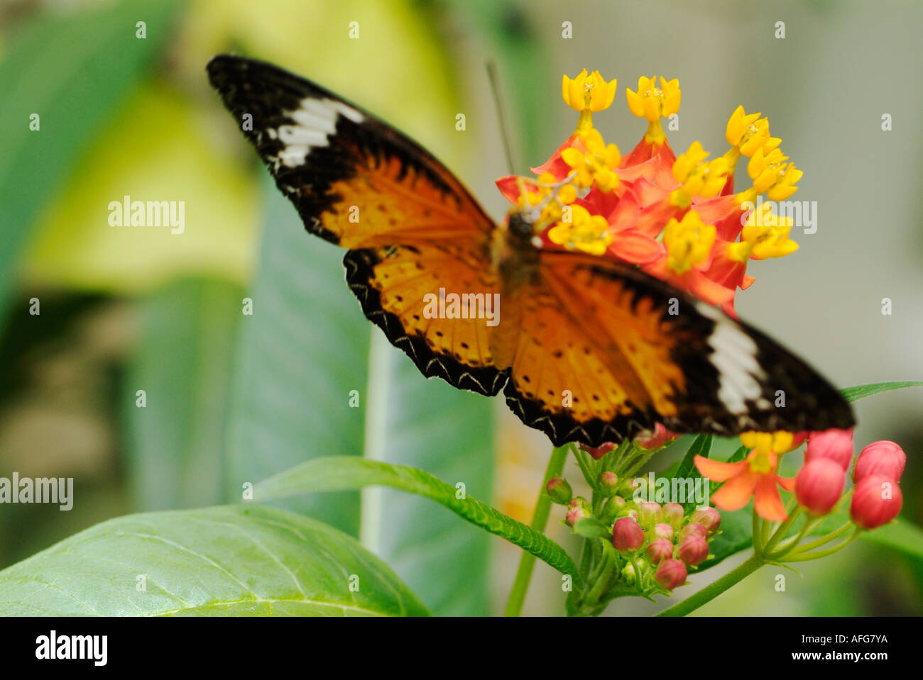 Alimentation papillon sur fleur lantana Banque D'Images