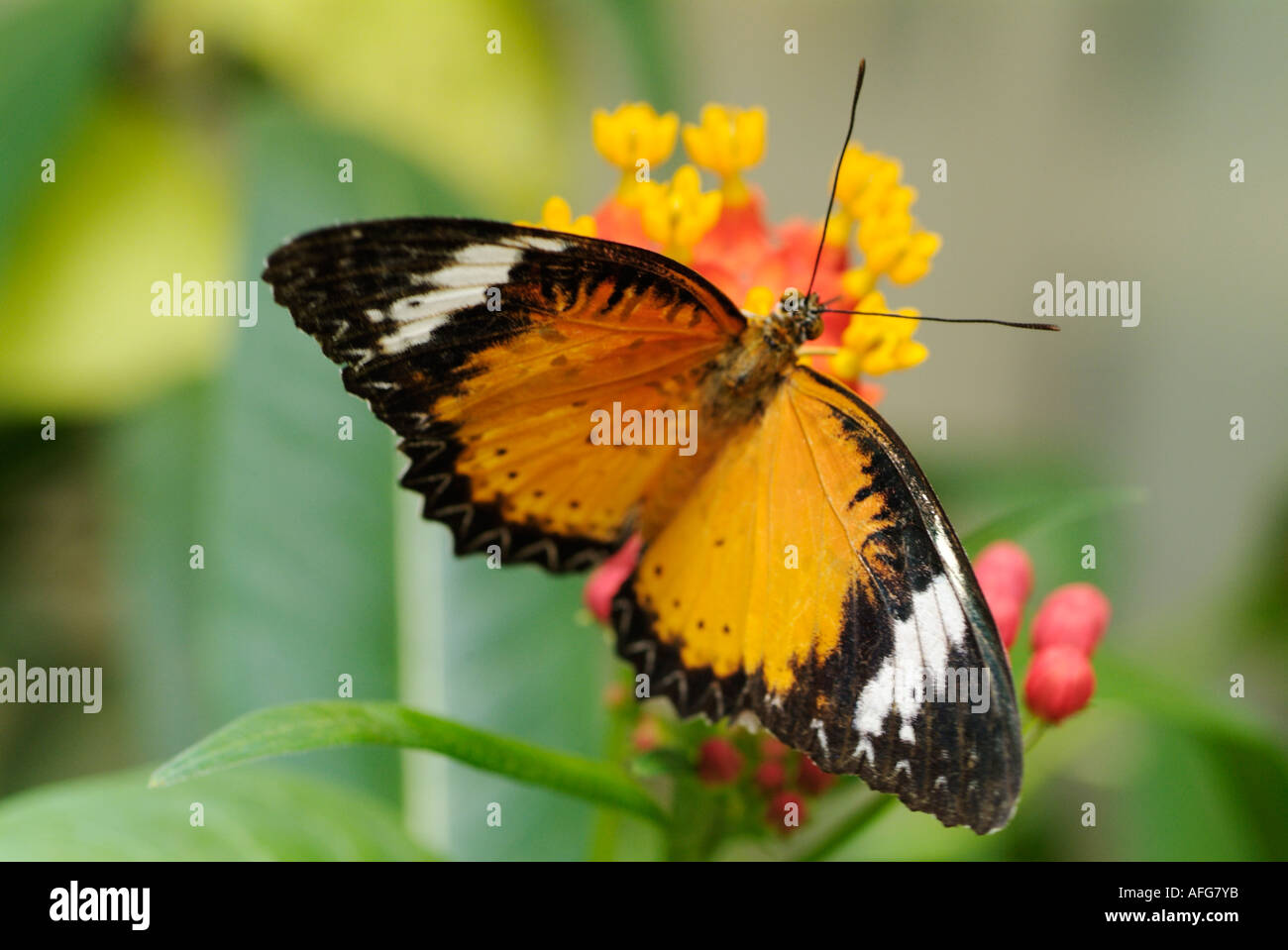 Butterfly se nourrissant de Lantana camara, drapeau espagnol de type sauvage fleur, Equateur, Amérique du Sud Banque D'Images