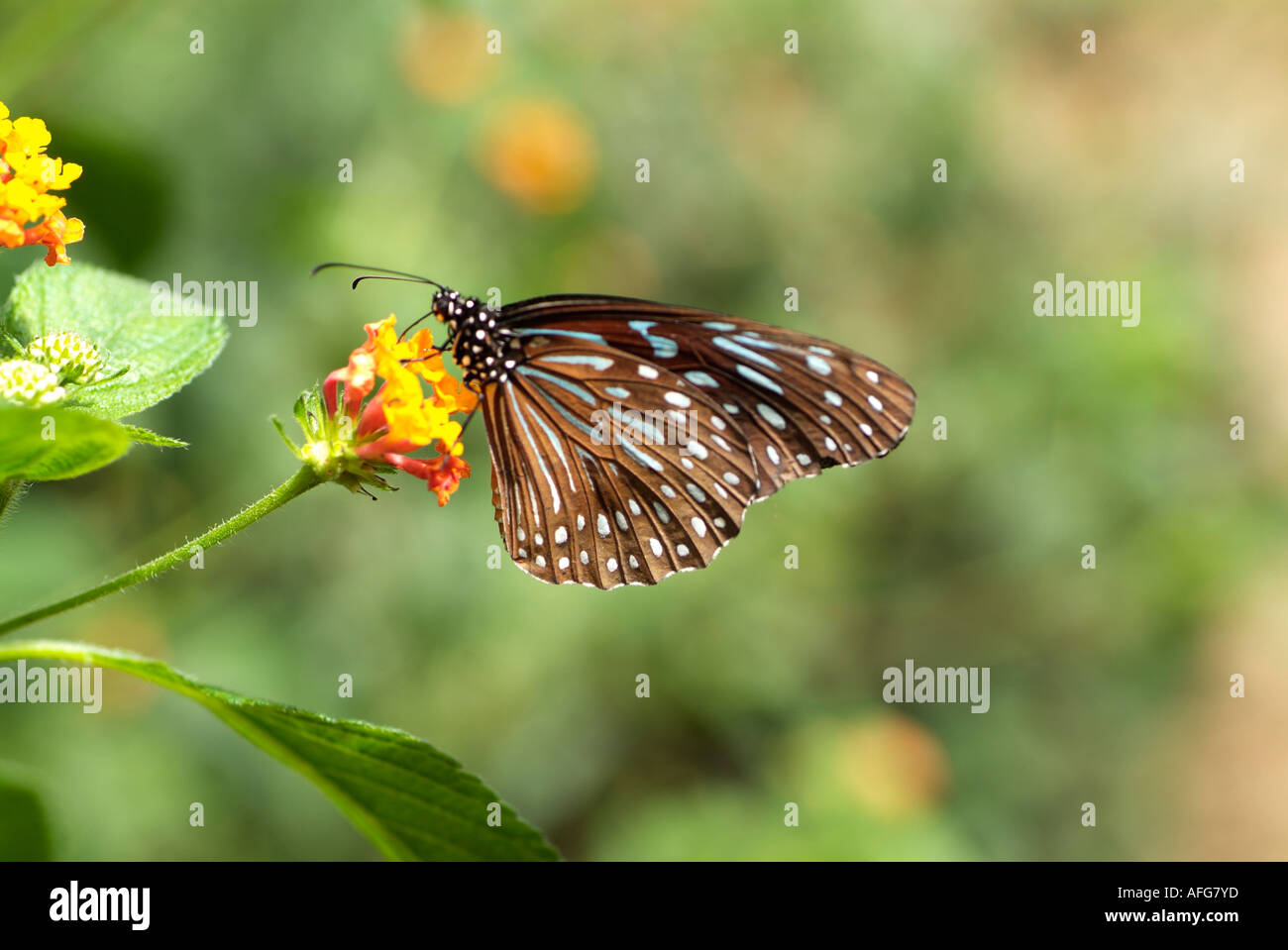 Alimentation papillon sur fleur de lantana Banque D'Images