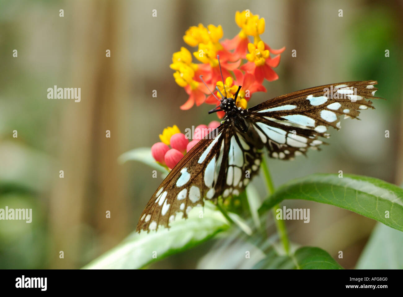 Butterfly se nourrissant de Lantana camara, de type sauvage fleur Drapeau espagnol Banque D'Images