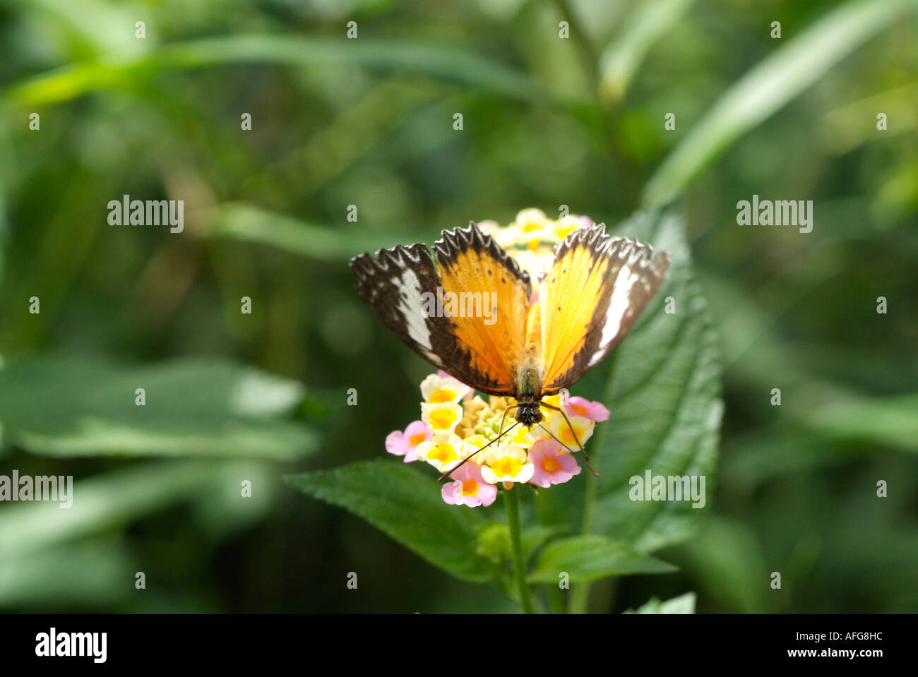 Chrysope Rouge papillon se nourrit de Lantana camara, de type sauvage fleur Drapeau espagnol Banque D'Images