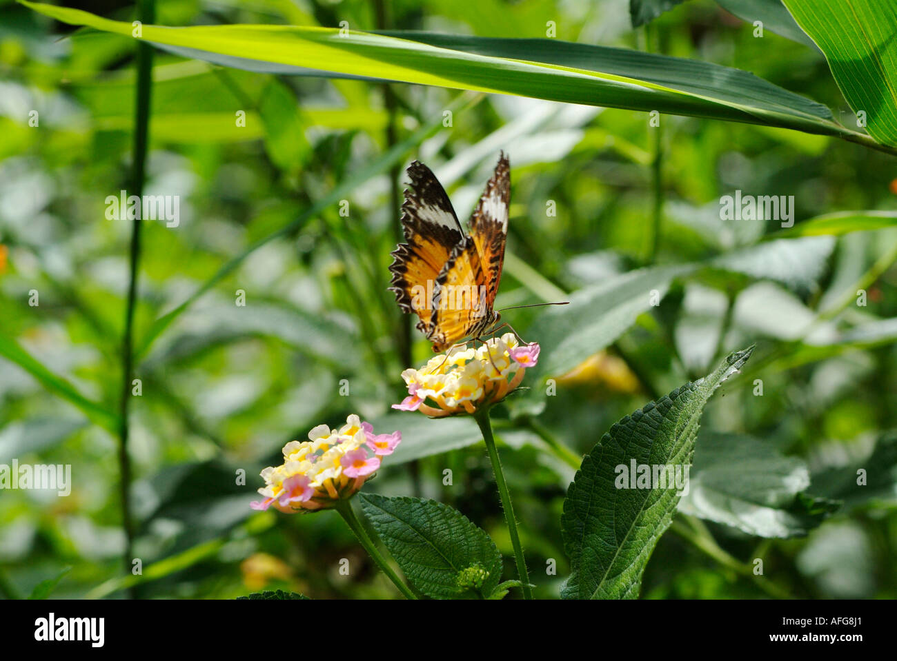 Chrysope Rouge papillon se nourrit de Lantana camara, de type sauvage fleur Drapeau espagnol Banque D'Images