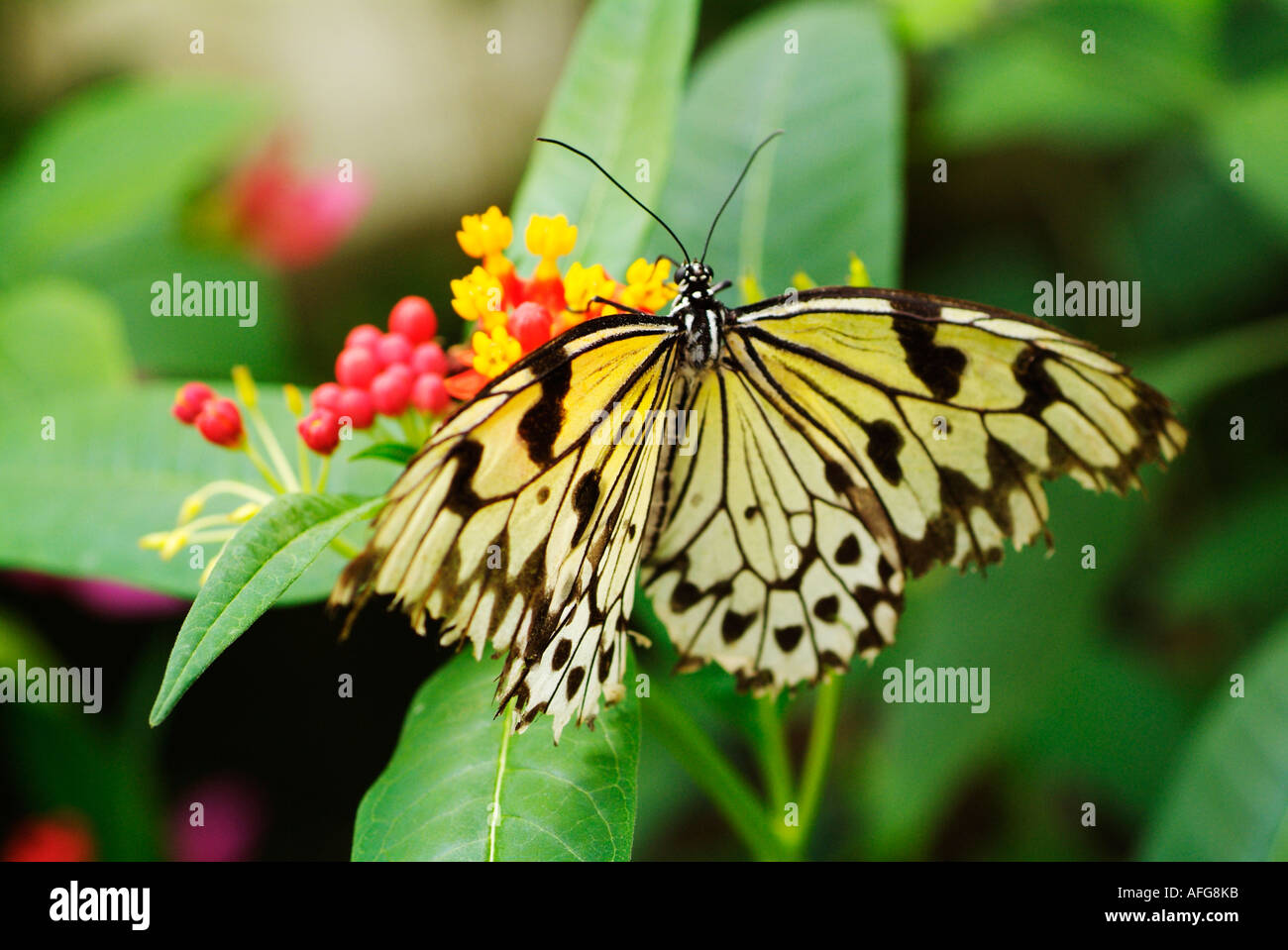 Arbre aux papillons qui se nourrissent de la Malaisie Nymphe Lantana camara de type sauvage, fleur du Drapeau espagnol Banque D'Images