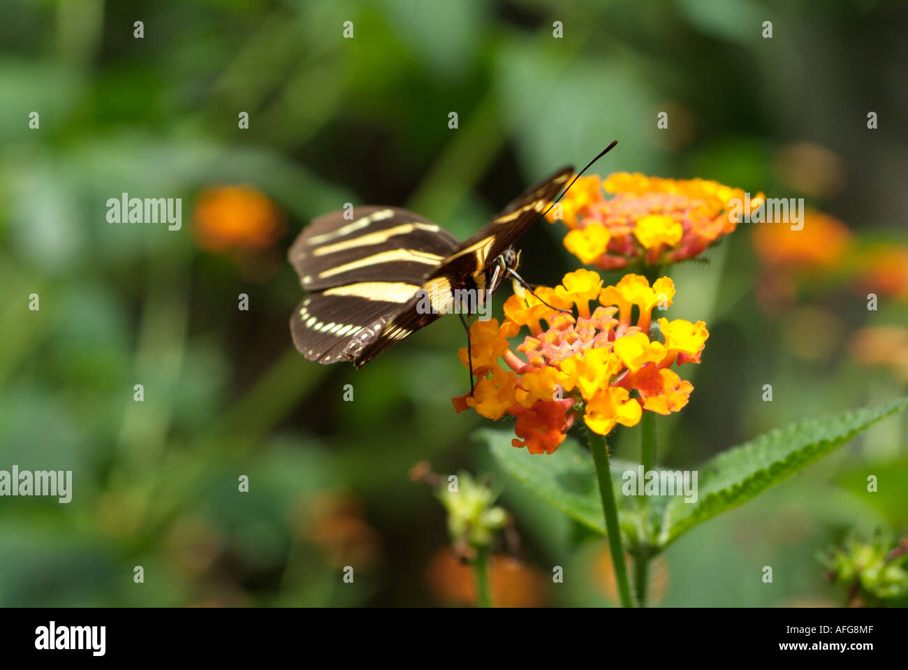 Moule papillon Heliconius taygetina sur Lantana camara fleur, l'Amérique du Sud Banque D'Images