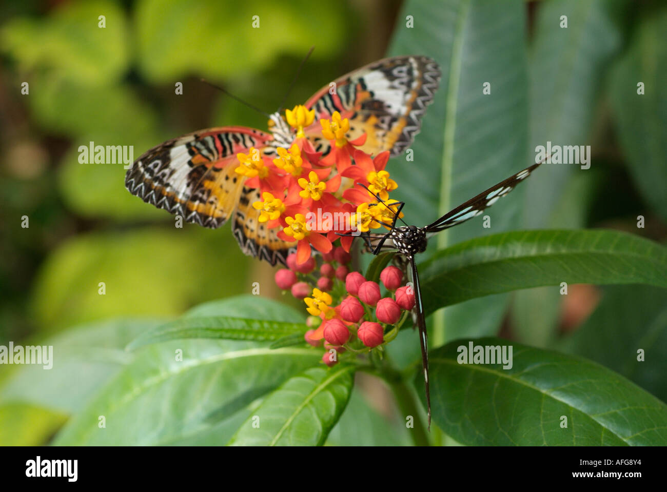 Deux papillons sur fleurs Lantana camara Banque D'Images