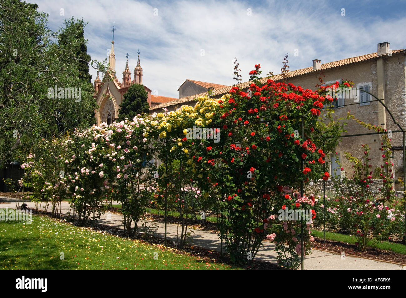 Une rose à pied dans les jardins du monastère franciscain de Cimiez à Nice sur la Cote d'Azur France Banque D'Images
