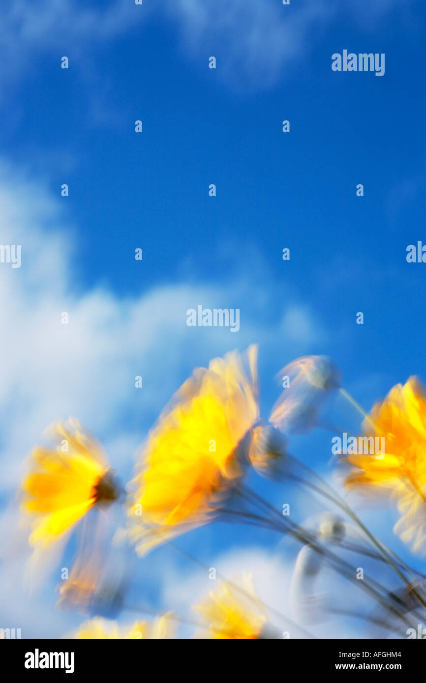 Marguerites jaunes soufflant contre ciel bleu profond Banque D'Images