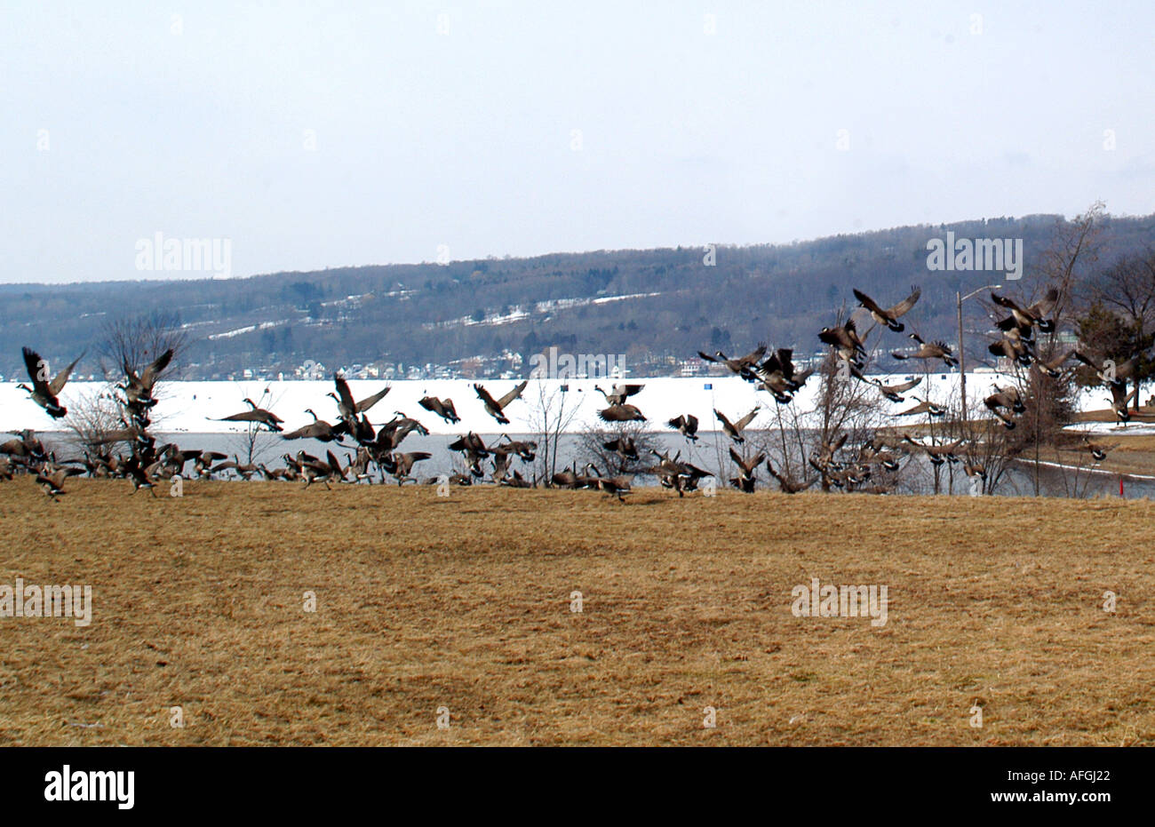Les oiseaux sur le lac Keuka congelé Banque D'Images