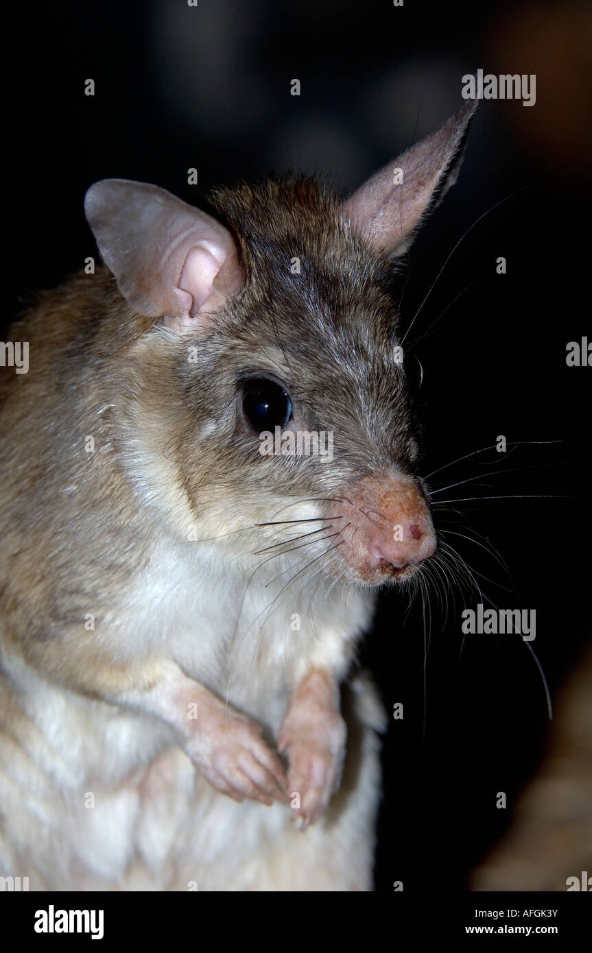 Hypogeomys antimena Rat saut géant originaire de Madagascar, le zoo de Bristol en captivité Banque D'Images