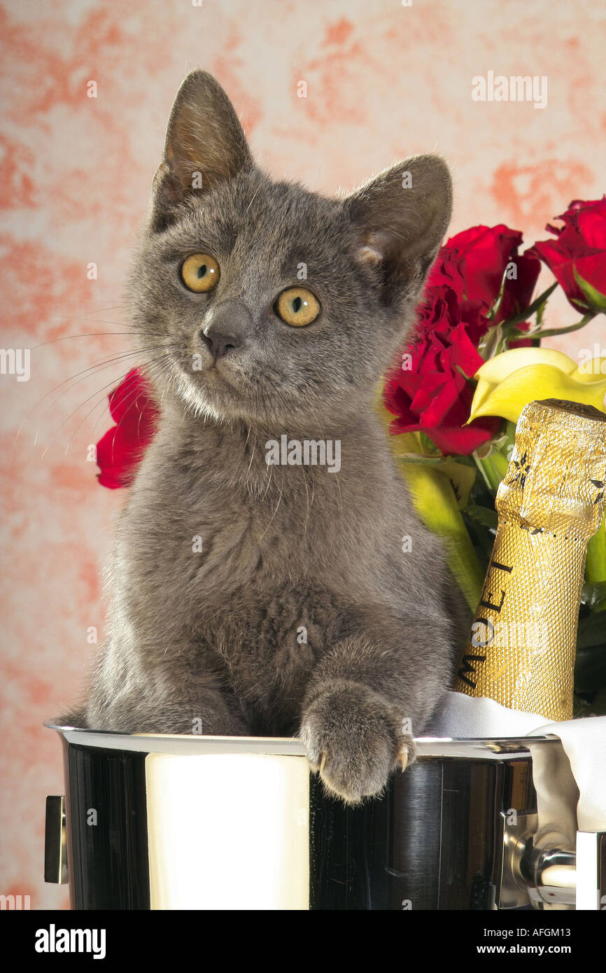 Chat Domestique Chaton Dans Le Refroidisseur A Champagne Photo Stock Alamy