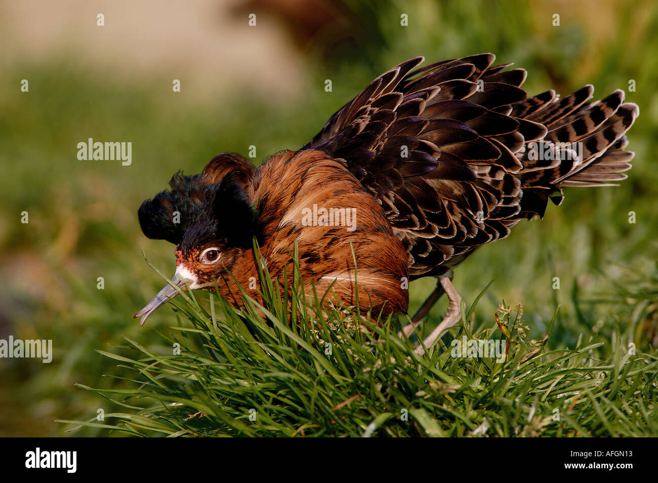 Ruff - male - parade nuptiale / Philomachus pugnax Banque D'Images