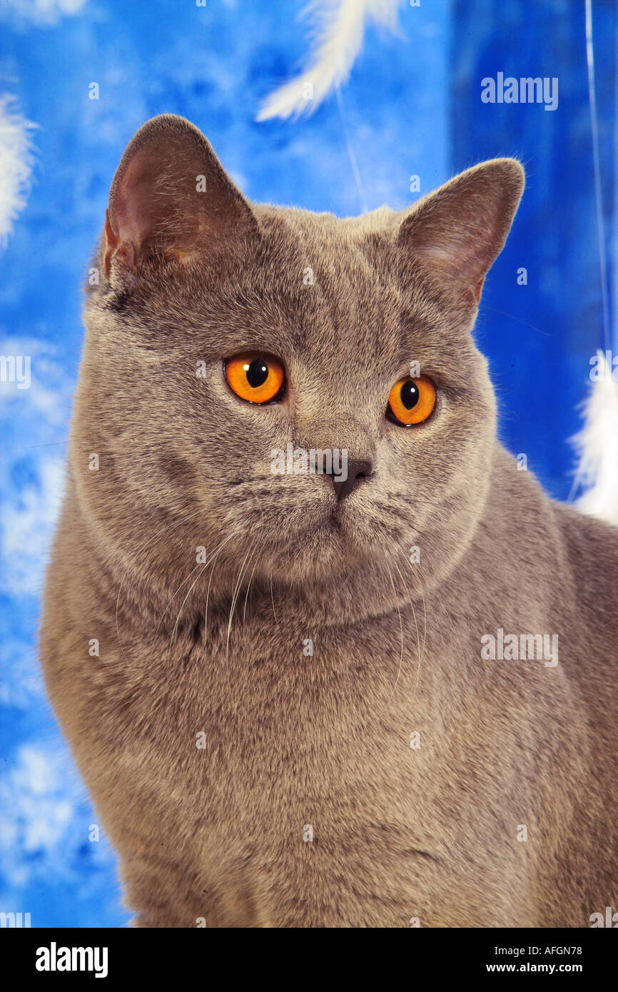 Chat Chartreux Banque De Photographies Et D Images A Haute Resolution Alamy
