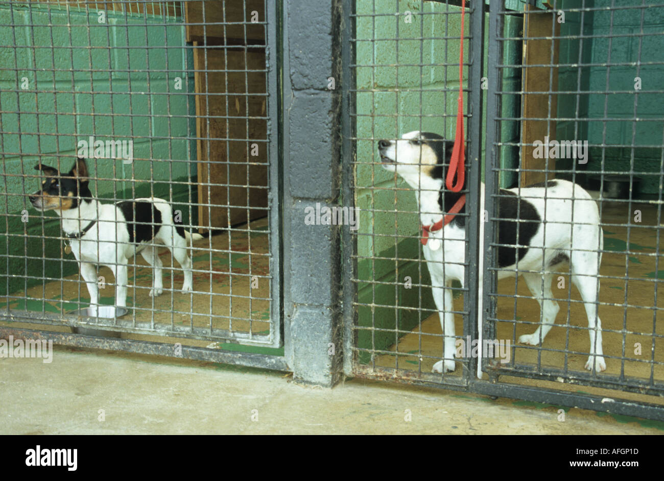 Les chiens en boarding kennels pourrait être un centre de relocalisation Banque D'Images