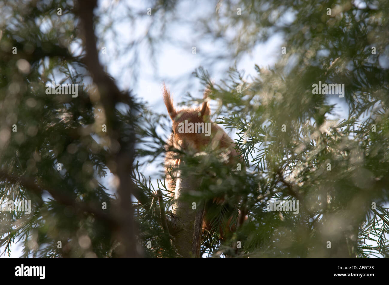 Écureuil dans un arbre rouge Banque D'Images