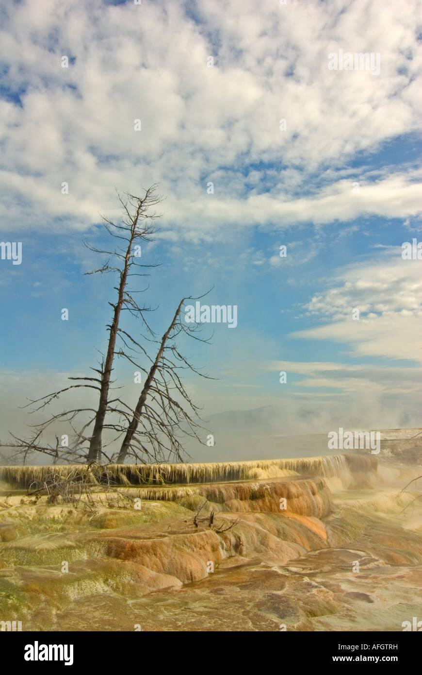 Mommoth Hot Springs Parc National de YellowStone terrasses faites de carbonate de calcium cristallisé Banque D'Images