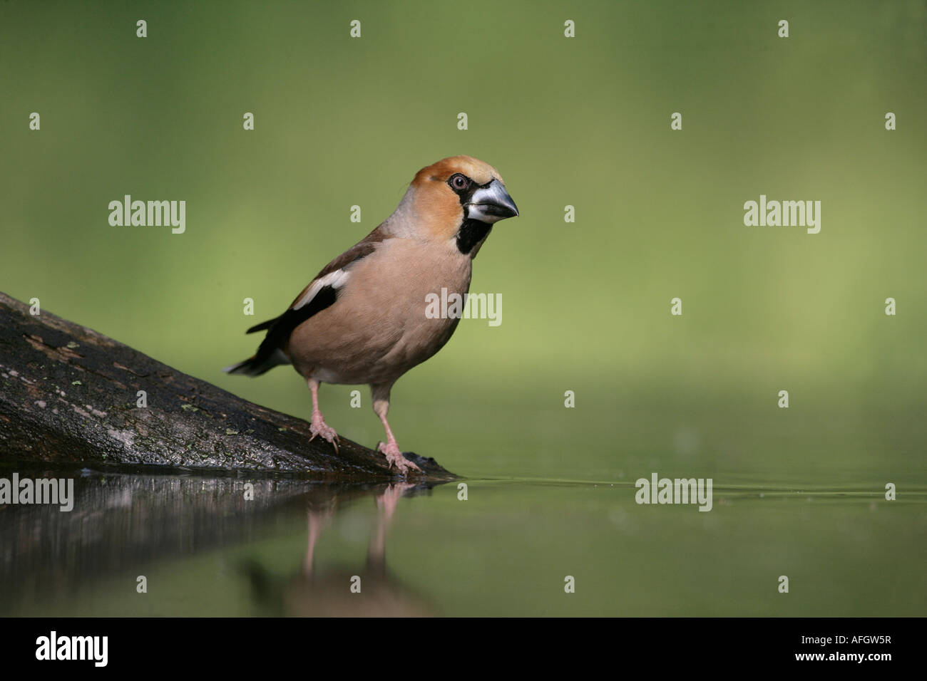Coccothraustes coccothraustes Hawfinch Hongrie Homme Banque D'Images