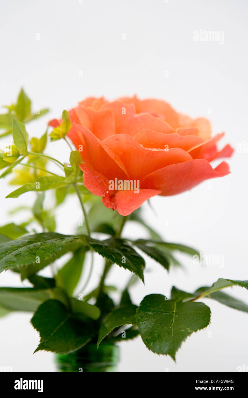 Rose Orange sur un fond blanc. Banque D'Images