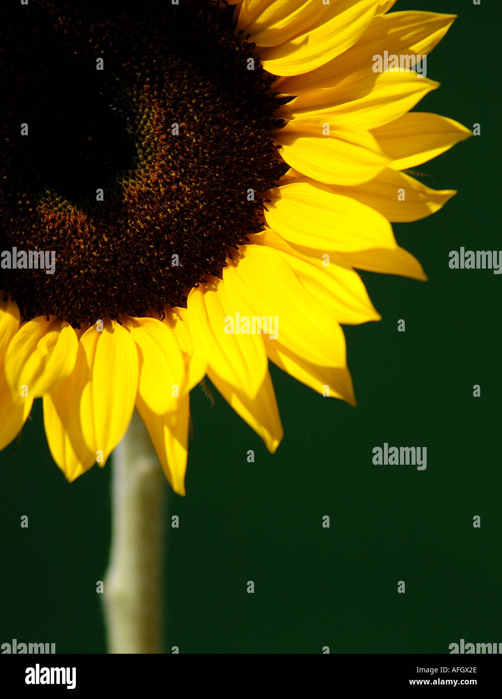 Photo de tournesol par patricksteel www acier Patrick co uk Banque D'Images